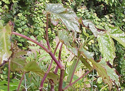 B. ‘Intrepid’